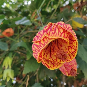 Abutilon ‘Tiger Eye&#39; live plant, Maple Leaf Abutilon，Chinese Lantern Plant,No GMO. Grow in U.S