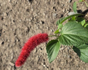 Red Catail plant, Trailing Chenille Plant