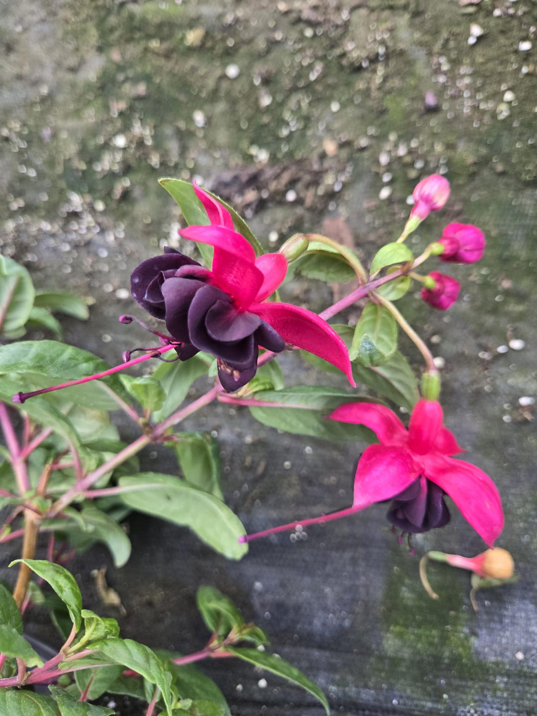 Dark Eye Fuchsia Start Plant, for Hanging Basket Flower - Etsy