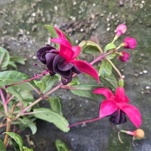 Fuchsia start plant, Dark eye