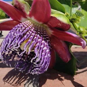 May include: A close-up of a vibrant purple and white passion flower with red petals. The flower is in bloom and has a delicate, intricate structure.