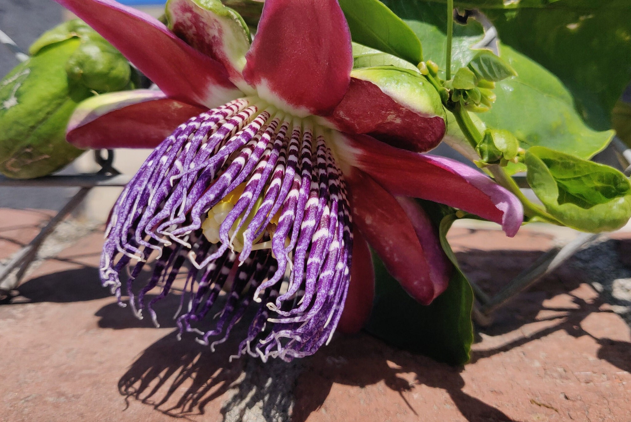 Rare Ruby Glow Passion Fruit Vine: Fragrant Flowers, Tasty Fruit
