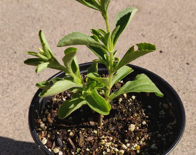 Stevia Live Herb Plant Stevia Rebaudiana Grown in Organic Potting Soil