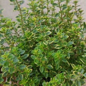 Sweet Lavender , Basil Thai, Greek oregano, Mints, Pineapple mint Start plant in 4&quot; pot