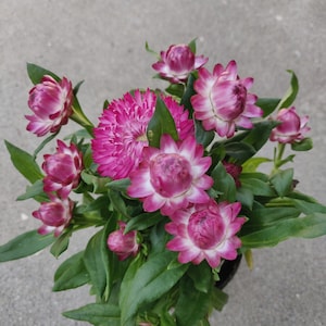 Straw flower Dreamtime Jumbo start plant,red,  pink, yellow, white color