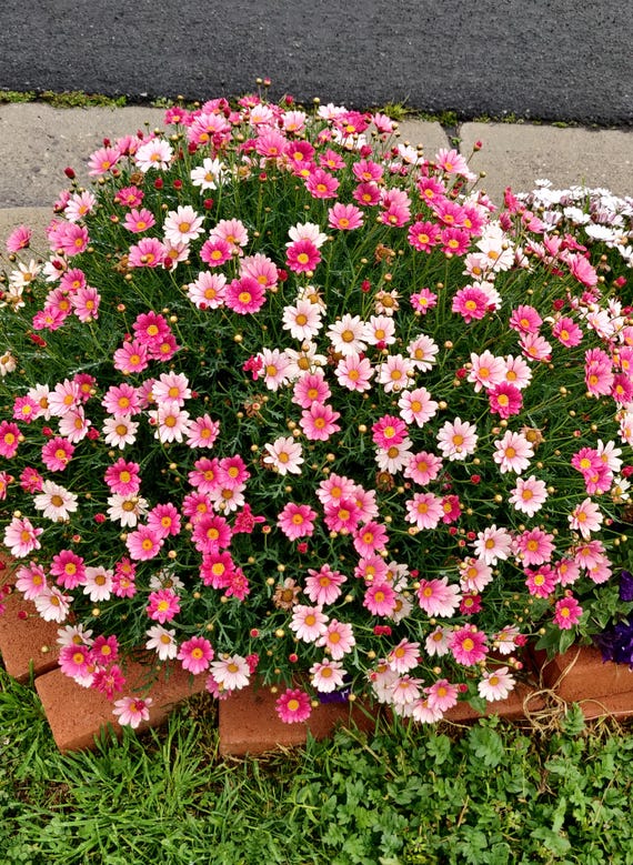 Pink Marguerite Daisy Rare Live Plant, Also Call Big Candy Pink