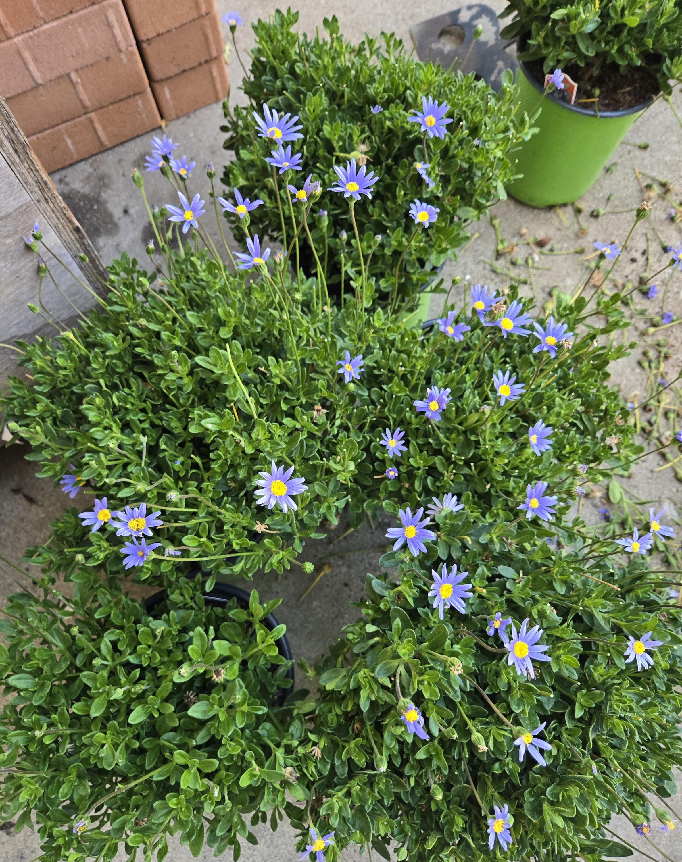 Blue Felicia Daisy , or San Gabriel , 4