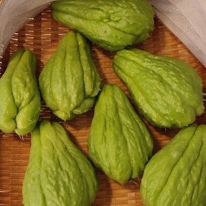 Fresh Chayote fruit , Home Grown, Non-GMO