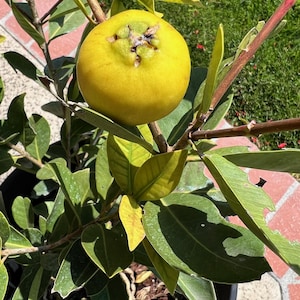 May include: A yellow fruit with brown spots growing on a green leafy plant. The fruit is round and has a dimple on top.