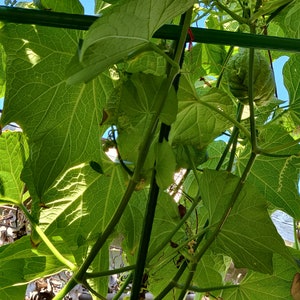 Sprouted Chayote，Ready to plant, the Fruits,the root, stem, and leaves are edible