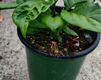 Trinidad scorpion 'Butch T' pepper live plant  in 4" pot, No GMO