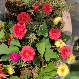 Moss Rose (Portulaca Sundial ) flower mix color plants