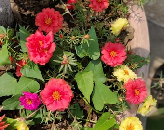 Moss Rose Plants, Mixed Color Sundial Portulaca , Tequila