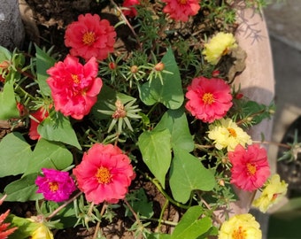 Moss Rose (Portulaca Sundial ) flower mix color plants