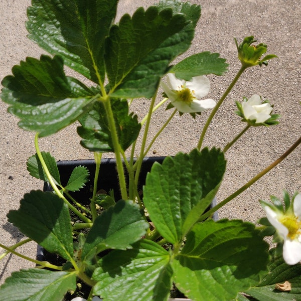 Strawberry live plant