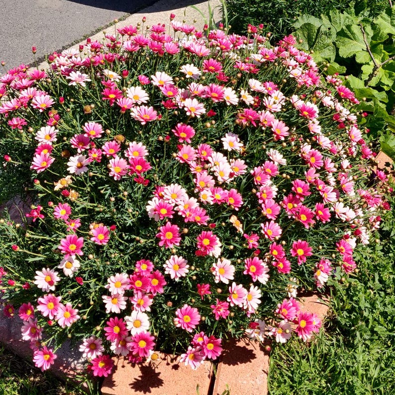 BeeBeebyLee Marguerite Daisy