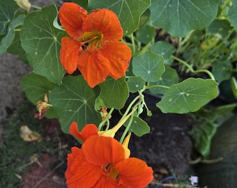 Nasturtium seedlings mix colors