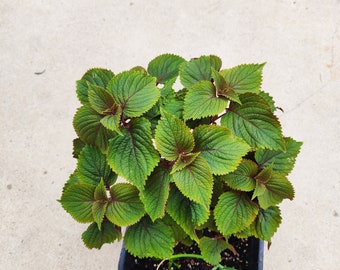 Beefsteak Plant, Shiso start live  plants, 2-8 inches., Chinese Basil, 紫苏