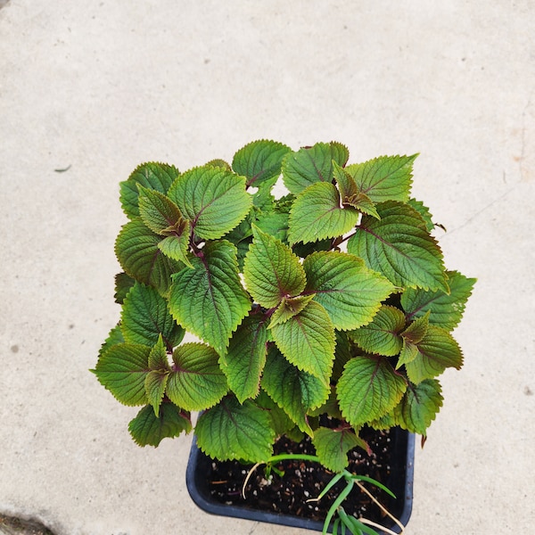 Beefsteak Plant, Shiso start live  plants, 2-8 inches., Chinese Basil