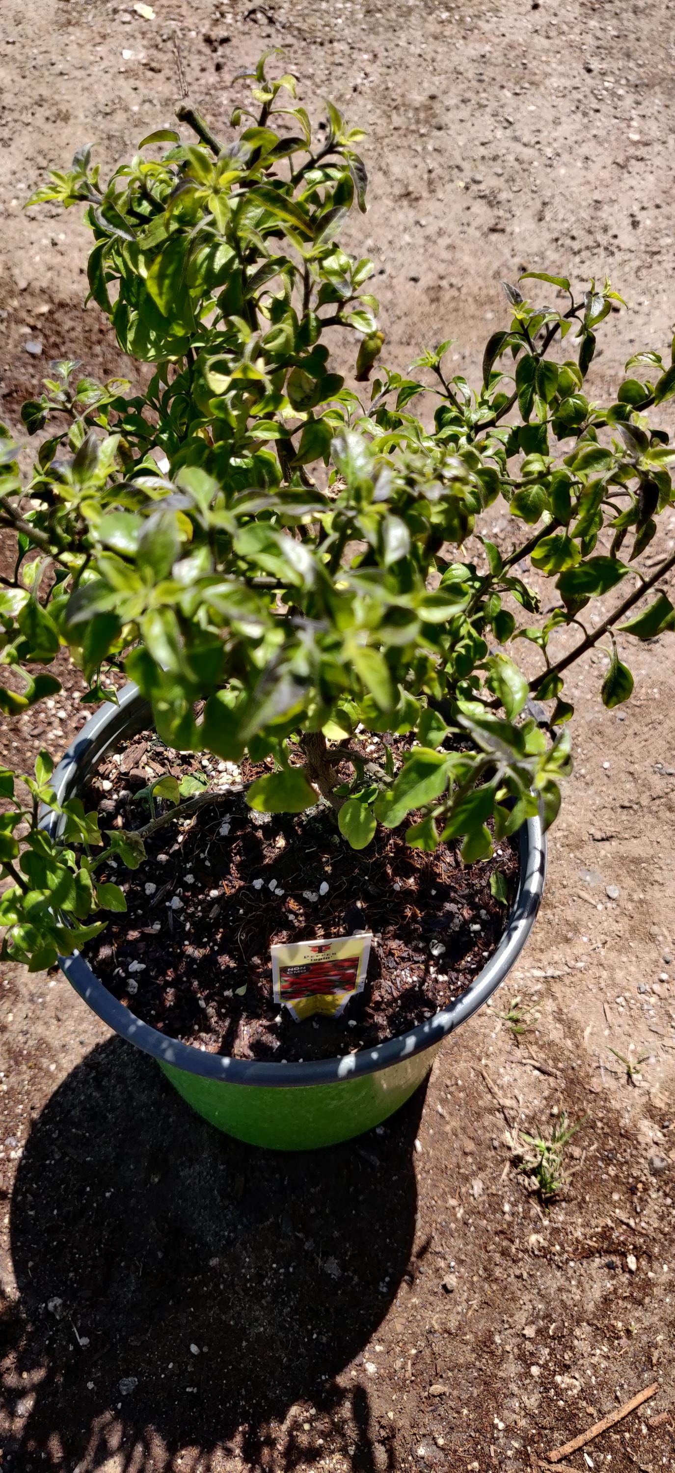 Live Tepin/Chiltepin Pepper Plant - Grown in USA, Non-GMO