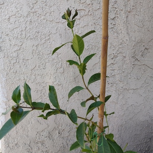 Lemon Guava live seedling plants  .