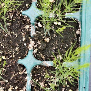 Asparagus Mary Washington Seedlings, Non GMO, grow in CA
