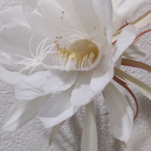 Queen of night，Queen of the night flower, Epiphyllum is an epiphyte.  Live plant