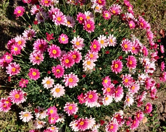 Marguerite daisy start plant 4" POT