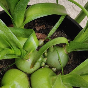 Pregnant Onion or Sea-Onion diameter 1-3 inches or Seeds , No GMO. Free shipping. Succulent , low maintenance, indoor outdoor