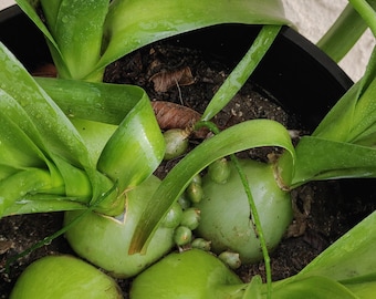 Pregnant Onion or Sea-Onion diameter 1-3 inches  , No GMO. Succulent , low maintenance, indoor outdoor