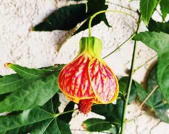 Abutilon ‘Tiger Eye' live plant, Maple Leaf Abutilon，Chinese Lantern Plant,No GMO.