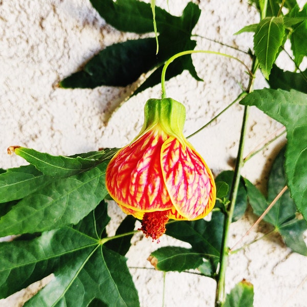 Abutilon ‘Tiger Eye' live plant, Maple Leaf Abutilon，Chinese Lantern Plant,No GMO.