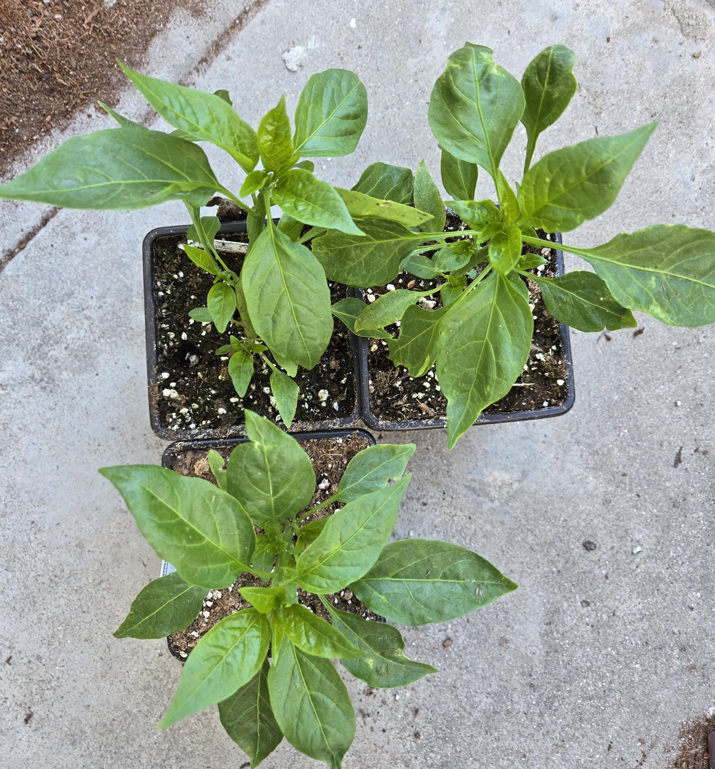 Live Plant Shishito Japanese Pepper Seeding, Heirloom Peppers