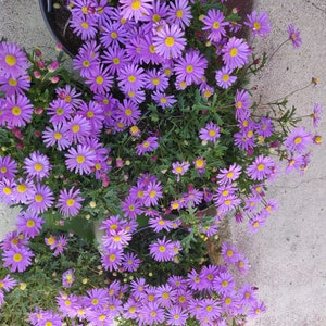 May include: A close-up of a group of purple flowers with yellow centers. The flowers are in bloom and are growing in a pot. The flowers are in focus and the background is blurred.