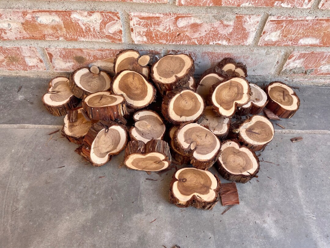 Small Live Edge Cedar Slices, Cedar Rounds, Cedar Craft Slices, 23