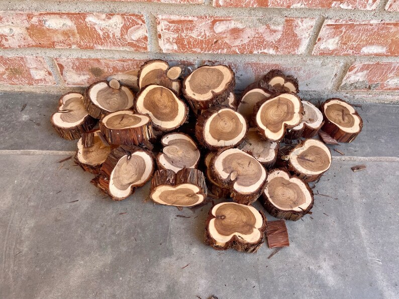Small Live Edge Cedar Slices, Cedar Rounds, Cedar Craft Slices, 23