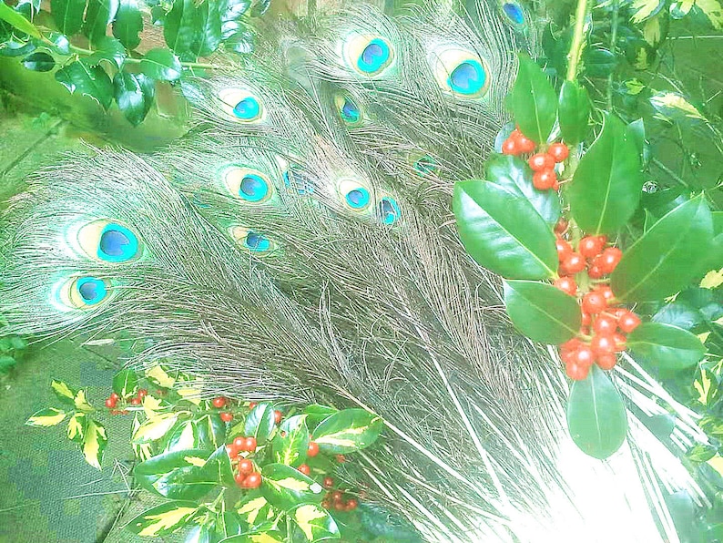 Longues plumes naturelles de paon de 50 cm à 60 cm. Plumes colorées de queue de paon pour des décorations de maison, décorations de pièce maîtresse de fête de mariage 30 pieces