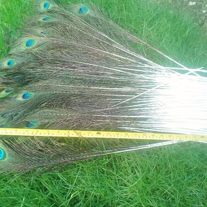 50cm to 60cm Natural real peacock long feathers.peacock tail colourful feathers for house decorations wedding party centerpiece decorations 15 pieces