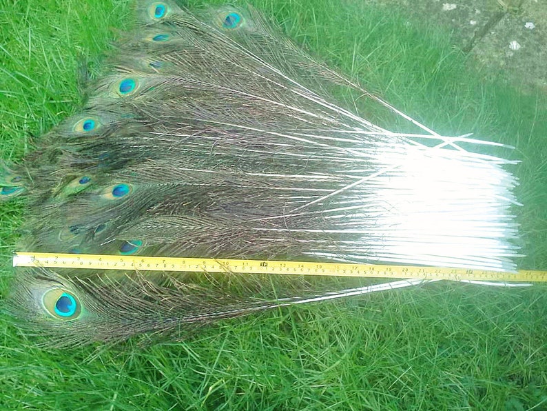 50cm to 60cm Natural real peacock long feathers.peacock tail colourful feathers for house decorations wedding party centerpiece decorations 15 pieces