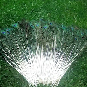 Longues plumes naturelles de paon de 50 cm à 60 cm. Plumes colorées de queue de paon pour des décorations de maison, décorations de pièce maîtresse de fête de mariage image 4