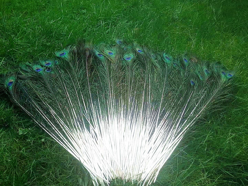 Longues plumes naturelles de paon de 50 cm à 60 cm. Plumes colorées de queue de paon pour des décorations de maison, décorations de pièce maîtresse de fête de mariage image 4