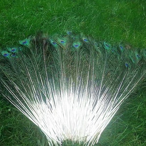 12 echte Federn Pfau Pfauenaugen Vogel Peacock feathers ca 25cm