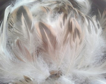 Naturally shed assorted wild duck feathers,5cm to 14cm long.