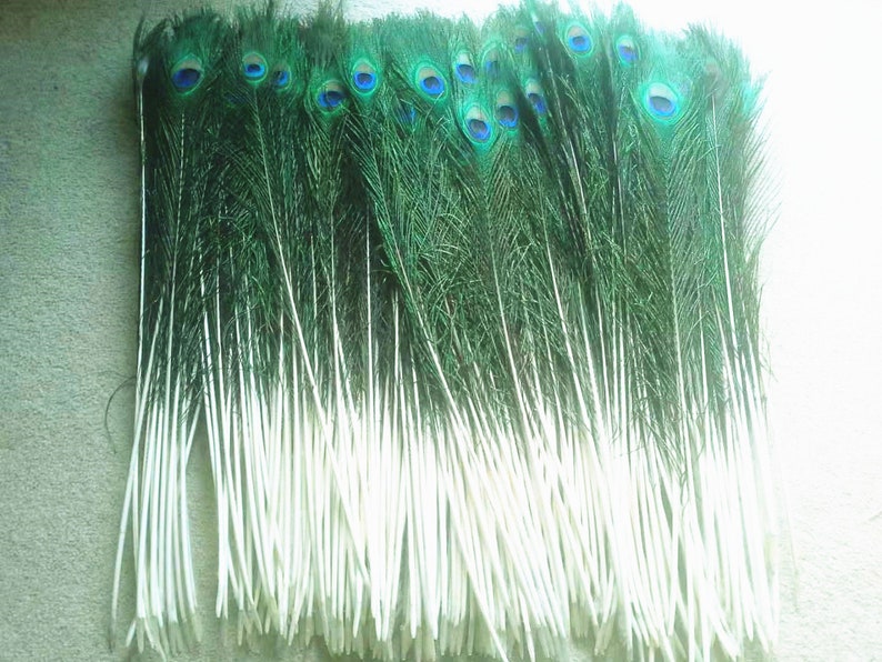 Longues plumes naturelles de paon de 50 cm à 60 cm. Plumes colorées de queue de paon pour des décorations de maison, décorations de pièce maîtresse de fête de mariage image 1