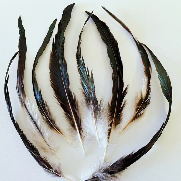 Natural rooster feathers, tail feathers. lots of size options. 20 feathers of a bag.