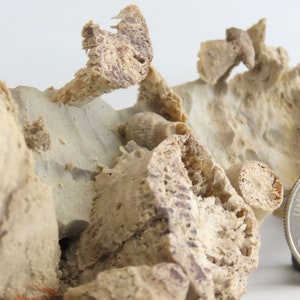 Caninia Coral Fossils on Potash From the Caboniferous Period - Etsy