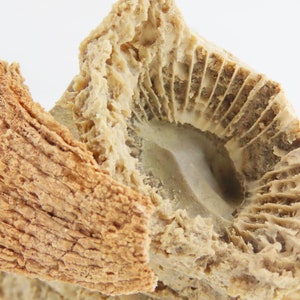 Caninia Coral Fossils on Potash From the Caboniferous Period - Etsy