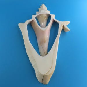 May include: A large, cream-colored conch shell with a pink interior and a spiraled top. The shell has a smooth, polished appearance and is set against a bright blue background. The shell's opening is wide and V-shaped.