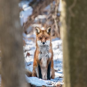 Wild Red Fox Portrait - Patrick Wolf Photography. Wildlife Photography, Nature Photos, Wild Animal Images, Nature Photographs.