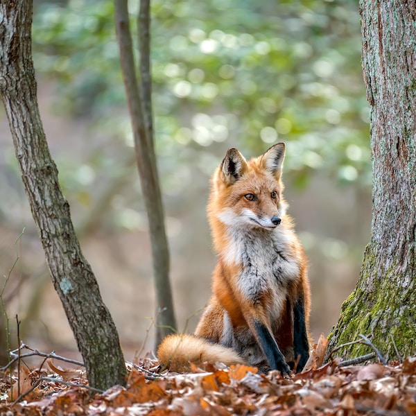 Portrait of a Wild Red Fox - Patrick Wolf Photography. Wildlife Photography, Nature Photos, Wild Animal Images, Nature Photographs.
